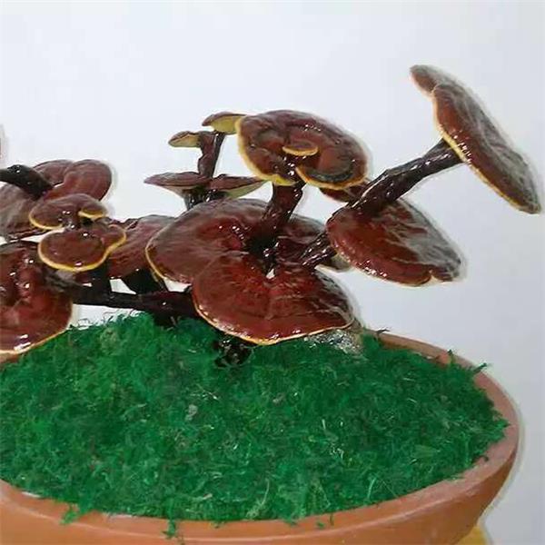 灵芝
